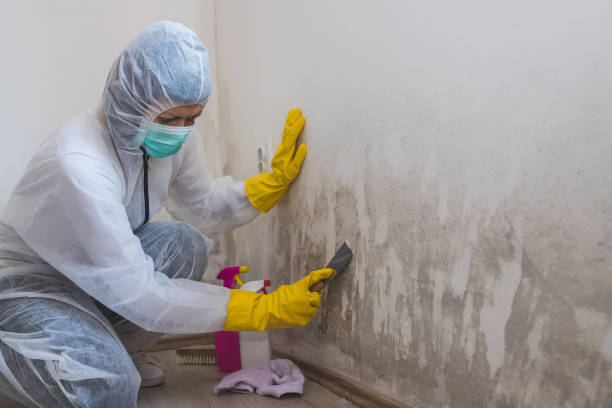 Why You Should Choose Our Mold Remediation Services in Ellensburg, WA